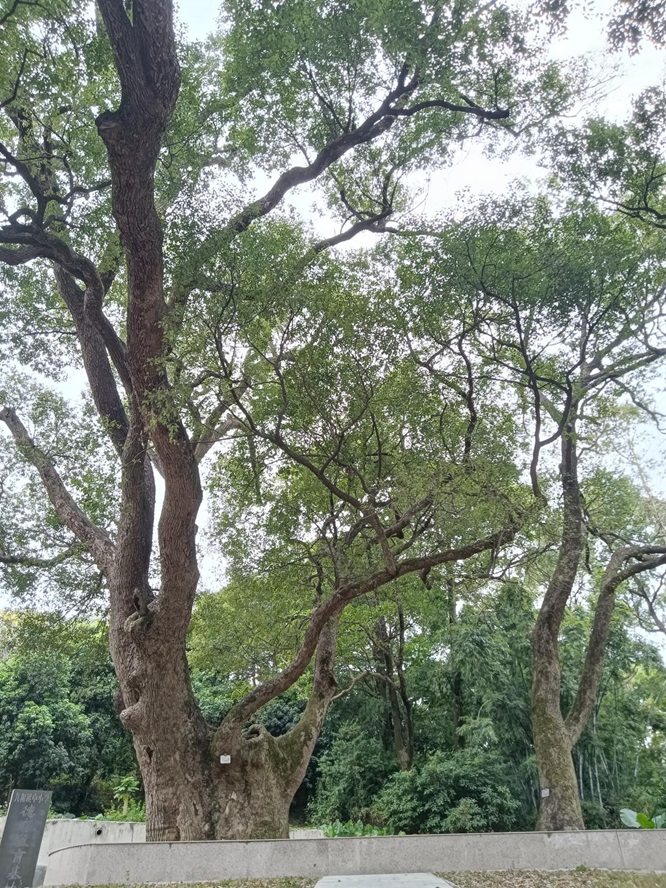 鹤山最古老的樟树：她今年650岁啦！第1张
