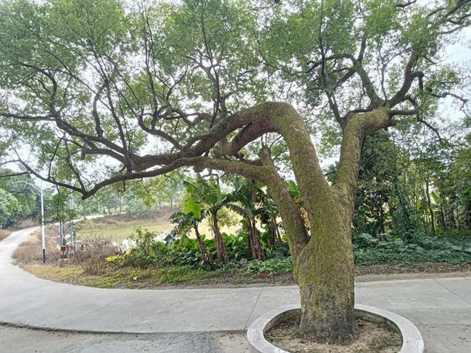 鹤山最古老的樟树：她今年650岁啦！第7张