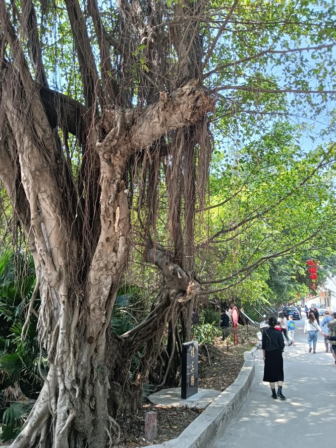 新会侨乡美景：榕林绿道醉游人