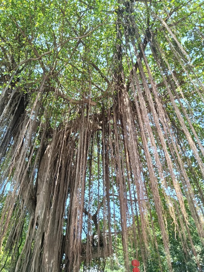 新会侨乡美景：榕林绿道醉游人第4张