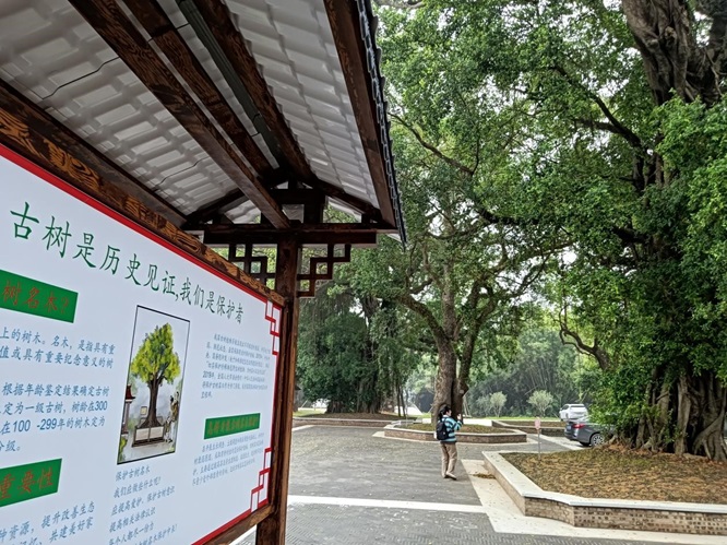 响山村：古树公园话沧桑第4张