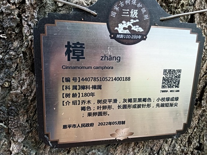 响山村：古树公园话沧桑第5张