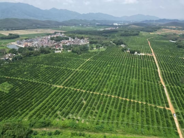 恩平茶枝柑种植方兴未艾 市委副书记赋诗助推产业升级第2张