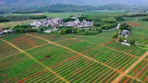 江门陈皮产业发展，路在何方？一一茶枝柑及陈皮企业家一席谈第1张