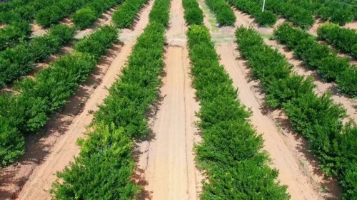 江门陈皮产业发展，路在何方？一一茶枝柑及陈皮企业家一席谈第2张