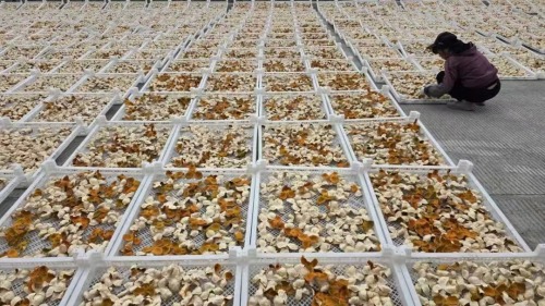 江门陈皮产业发展，路在何方？一一茶枝柑及陈皮企业家一席谈第3张