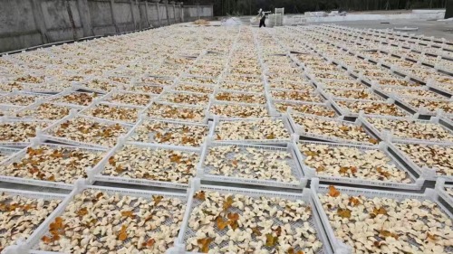 江门陈皮产业发展，路在何方？一一茶枝柑及陈皮企业家一席谈第4张